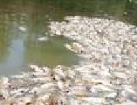 Ribuan Ikan Mati Tercemar Limbah PKS Plat Merah di Rohul